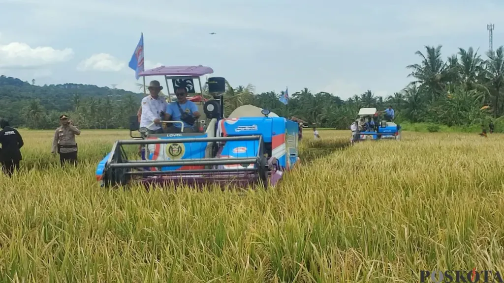 Panen Raya Perdana Padi Organik PS-08 Seluas 753 Hektare di Carita Pandeglang